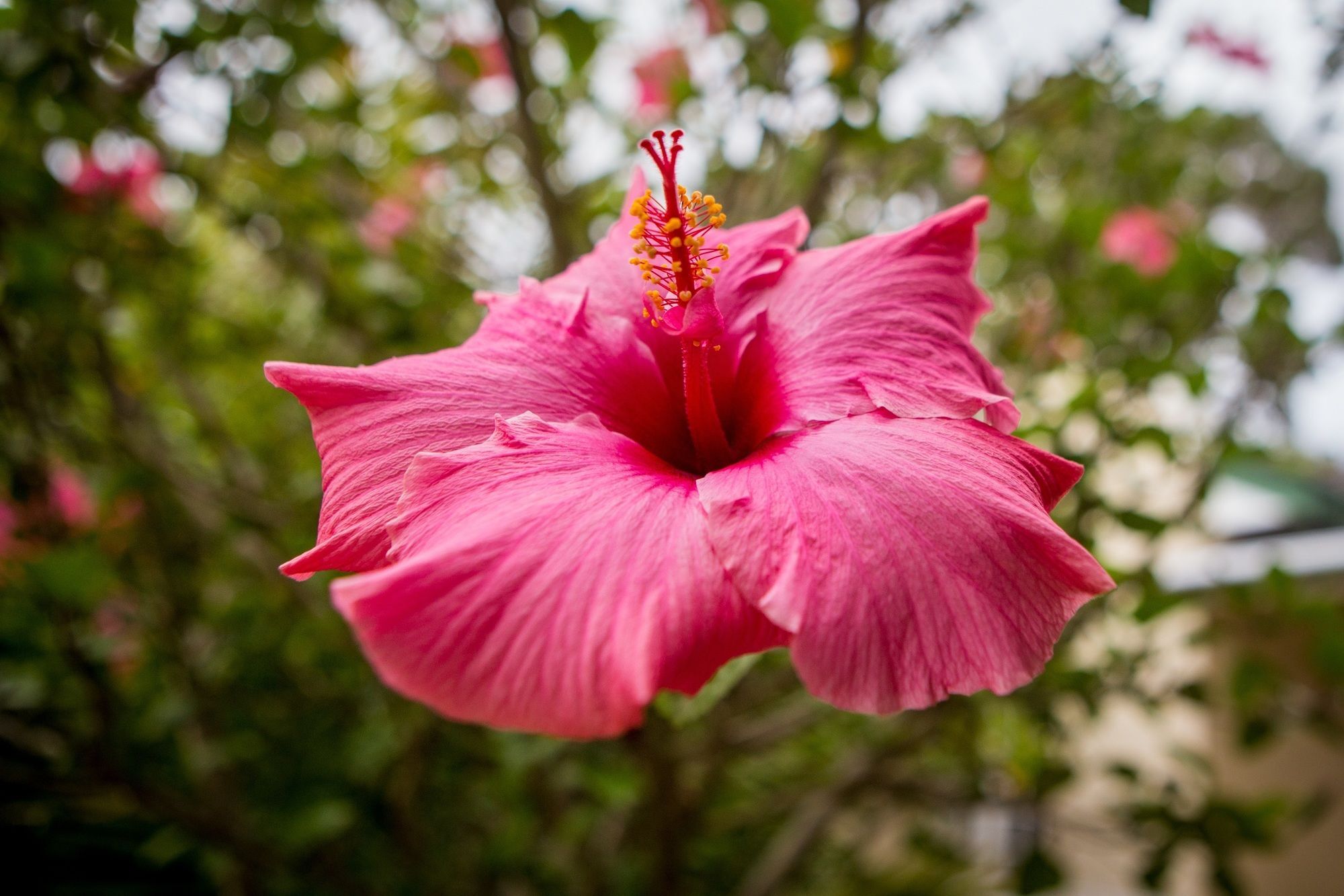 Somerset Villa Guesthouse Somerset West Kültér fotó